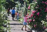 Flowers in bloom at the Mills Memorial Rose Garden in Thornden Park.  A group of kindergarten students from Ed Smith School visit the garden in 2014.
David Lassman | dlassman@syracuse.com