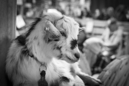 Snuggle a baby goat at the 2024 NYS Fair