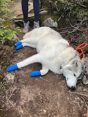 A Manlius hiker and her Siberian husky tried to climb Giant Mountain on Aug. 3 but had to quit when the dog hurt its paw. A forest ranger bandaged the dog's paws and walked them out.