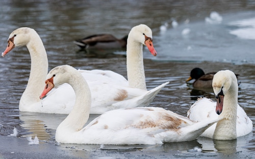 Manlius Swan Pond