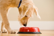 A recall has been issued for dog and cat foods manufactured by Viva Raw LLC. (Don Mason/Getty Images)