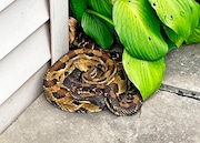 This timber rattlesnake was one of five that ECOs safely removed from a Hancock residence, in Delaware County, over the past several weeks.