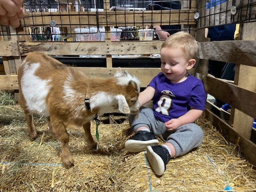 Snuggle a baby goat at the 2024 NYS Fair