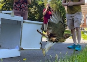 A red-tailed hawk found injured in Thornden Park last month was released Sunday on a hill overlooking Walnut Park on Syracuse University's campus.