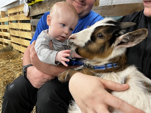 Snuggle a baby goat at the 2024 NYS Fair