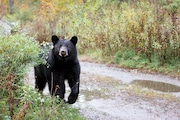 Black bear stock photo. Downloaded from Advance Getty Images account in August 2024 (mlorenzphotography | Getty Images)