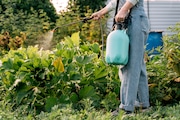 A woman sprays plants with chemicals from pests. (Getty Images)